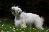 CHIEN NU CHINOIS 182